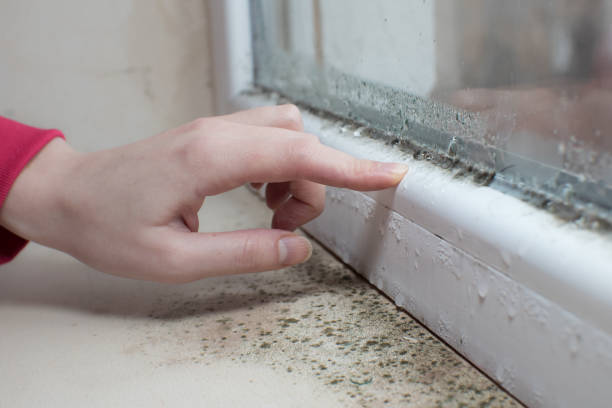 Best Mold Remediation for Vacation Homes  in USA